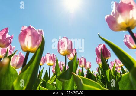 Vue de bas pov de beaucoup de beau paysage rose croissance rose champ de fleurs de tulipe contre ciel bleu clair le jour ensoleillé. Paysage hollandais traditionnel Banque D'Images