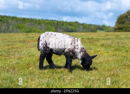 Agneau solitaire (Ovis aries) paître sur l'herbe dans un champ au printemps dans le parc national d'Arundel sur les South Downs à West Sussex, Angleterre, Royaume-Uni. Banque D'Images