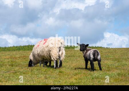 Moutons et agneau (Ovis aries) paître sur l'herbe dans un champ au printemps dans le parc national d'Arundel sur les South Downs à West Sussex, Angleterre, Royaume-Uni. Banque D'Images