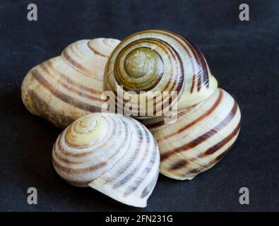 La couleur de la lèvre de la coque est un diagnostic dans l'identification de l'escargot à lèvres blanches. Petit mollusque principalement des zones côtières et encore commun dans le Nord Banque D'Images