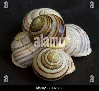 La couleur de la lèvre de la coque est un diagnostic dans l'identification de l'escargot à lèvres blanches. Petit mollusque principalement des zones côtières et encore commun dans le Nord Banque D'Images