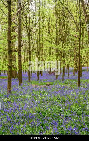 Le fond de la forêt est recouvert d'un tapis de cloches sous la voûte émergeante de feuilles de printemps brillantes, Walstead, dans l'ouest du Sussex, en Angleterre. Banque D'Images