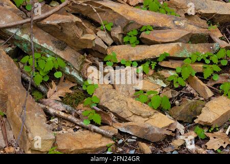Signes de printemps observés lors d'une randonnée où émergent des plantes de comumbine sauvages dans la roche tombée. Banque D'Images