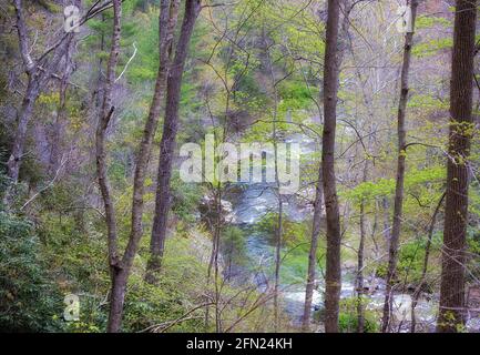 Les premières couleurs printanières dans une forêt de bois dur tout en randonnée dans la gorge de la rivière Doe, dans le Tennessee. Banque D'Images