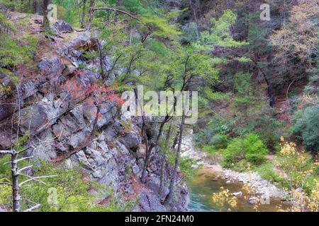 Les premières couleurs printanières dans une forêt de bois dur tout en randonnée dans la gorge de la rivière Doe, dans le Tennessee. Banque D'Images