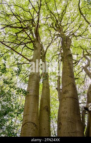 Un groupe de hêtres européens vus du sol et jusqu'à la canopée dans la forêt de printemps près de Haywards Heath, West Sussex, Angleterre. Banque D'Images