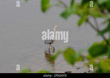 Londres, Royaume-Uni. 13 mai 2021. Pluie sur la Tamise à Chiswick. Credit: JOHNNY ARMSTEAD/Alamy Live News Banque D'Images