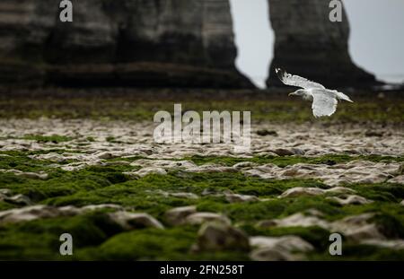 Un mouette près des falaises d'Etretat en Normandie Banque D'Images