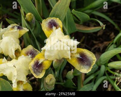 Un gros plan d'une seule fleur du jaune Iris nain yeux lumineux Banque D'Images