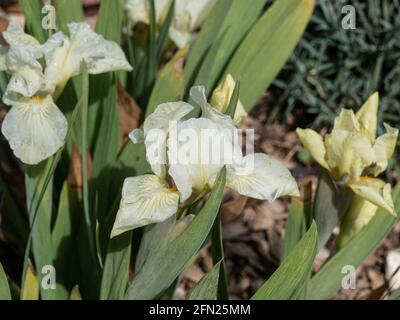 Une seule fleur verte teintée de la barbe naine Iris Vert halo Banque D'Images