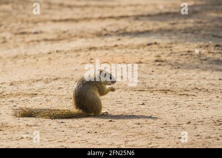 Écureuil africain assis sur le sol tenant de la nourriture dans ses mains mangeant dans le parc national Kruger, Afrique du Sud avec un arrière-plan flou et un espace de copie Banque D'Images