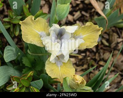 Un gros plan d'une seule fleur de la dusky Iris jaune et blanc nain Mme Nate Rudolph Banque D'Images