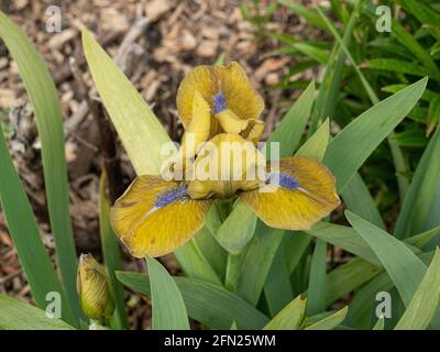 Un gros plan d'une seule fleur de la dusky Prince iris nain jaune Banque D'Images