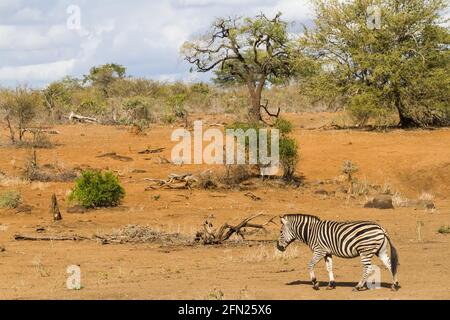Vue panoramique sur le paysage de zèbre adulte solitaire marchant seul à travers le bushveld de sable dans le parc national Kruger, Afrique du Sud Banque D'Images