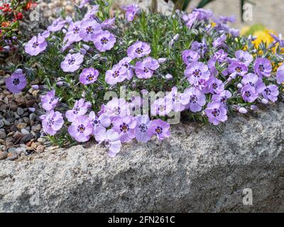 La variété du phlox alpin Phlox douglasii Boothman fleurit sur le sage d'un jardin d'évier Banque D'Images