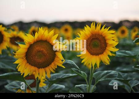 Fleurs de tournesol dans le champ. Fleurs jaunes vives en été. Agriculture. Agriculture biologique. Banque D'Images