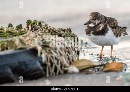 Turnstone (Arenaria interprés), se tenant près d'un vieux pneu sur la rive. Province de Malaga, Andalousie, Espagne. Banque D'Images