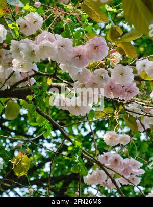 Gros plan de la fleur de cerisier sur un Prunus sursuspendu Banque D'Images