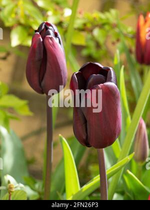 Un gros plan de deux fleurs de tulipe de couleur ébène Continental Banque D'Images