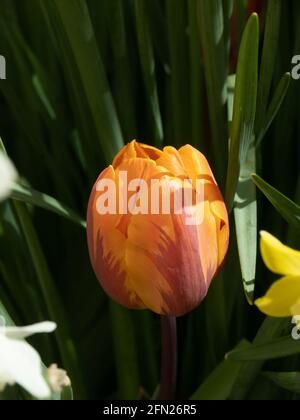 Gros plan d'une seule fleur l'orange et le rouge parrot tulipe princesse Irene Banque D'Images