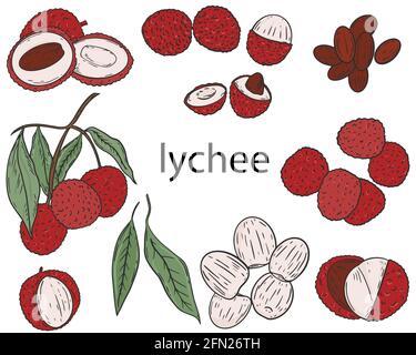 Ensemble de fruits en litchi. Vecteur. Collection de fruits colorés sur fond blanc. Séparer les baies, les moitiés et les fruits sur une branche. Dessin à la main. Illustration de Vecteur