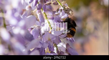 Bumble Bee recherche de nectar sur wisteria, Bumble Bee collecte de nectar, Hummel sammelt Nektar auf lila Wistarie Banque D'Images