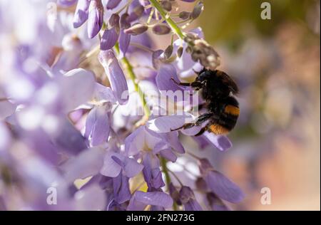 Bumble Bee recherche de nectar sur wisteria, Bumble Bee collecte de nectar, Hummel sammelt Nektar auf lila Wistarie Banque D'Images