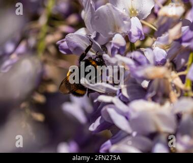 Bumble Bee recherche de nectar sur wisteria, Bumble Bee collecte de nectar, Hummel sammelt Nektar auf lila Wistarie Banque D'Images