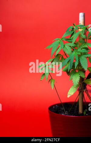 le buisson de cannabis est isolé sur un fond rouge. Feuilles de marijuana vertes Banque D'Images