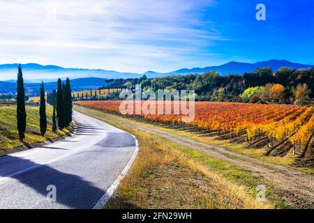 Paysage d'automne. Paysage rural de la campagne toscane avec vignobles d'automne et cyprès sur la route. Voyage en Italie Banque D'Images