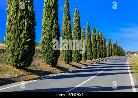 Route à cyprès. Paysage rural typique de Toscane, Italie Banque D'Images