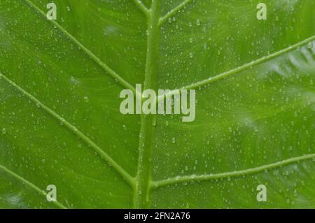 Gros plan des gouttes d'eau tombant sur les feuilles de plantes vasculaires vertes. La pluie de Monsoon d'été tombe sur les feuilles de Green Tree. Belle saison des pluies. Résumé Banque D'Images