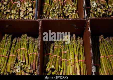 Des petits pains d'asperges fraîches à vendre à la vente aux enchères de produits Leola à Lancaster, Pennsylvanie, États-Unis « pays amish ». Banque D'Images