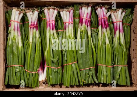 Des oignons verts, parfois appelés oignons de printemps, dans une boîte en carton à la vente aux enchères de produits de Leola, dans le pays Amish, dans le comté de Lancaster Banque D'Images