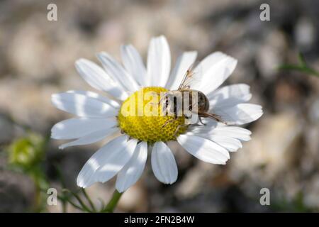 Survol - Eristalis tenax - sur Mayweed -Tripleurospermum inodorum Banque D'Images