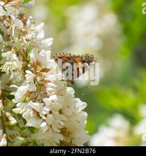 Magnifique papillon coloré sur une fleur. Nature inspirante, prés. Banque D'Images