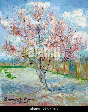 Pink Peach Trees, souvenir de mauve, Vincent van Gogh, 1888, Musée Kroller-Muller, Parc national Hoge Veluwe, Otterlo, pays-Bas, Europe Banque D'Images