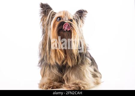 Terrier du Yorkshire, chien isolé sur blanc Banque D'Images