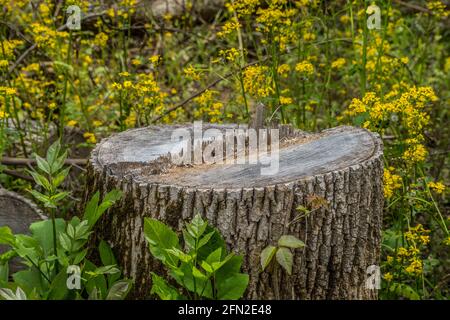 Grand arbre mûr coupé dans les bois avec certains les fenders se collent vers le haut et sont entourés de fleurs sauvages et de mauvaises herbes une journée ensoleillée au sprin Banque D'Images