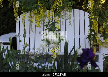 Un banc blanc dans un jardin entouré de fleurs jaunes suspendues d'un arbre de chaîne doré. Banque D'Images