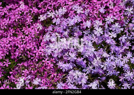 Phlox subulata - phlox rampant, phlox de mousse, rose de mousse ou phlox de montagne . Banque D'Images