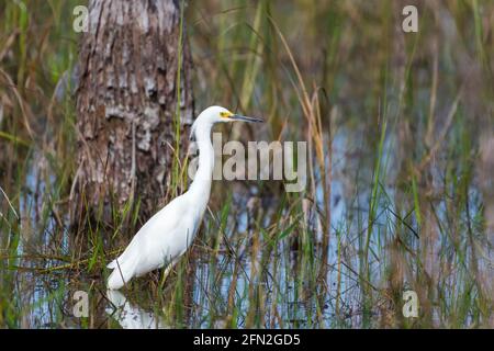 Egretta thula (Egretta thula) debout dans l'eau. Réserve nationale Big Cypress. Floride. ÉTATS-UNIS Banque D'Images