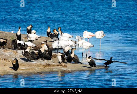 Cormorans, Flamingo troupeau d'oiseaux de mer sauvages, oiseaux marins au bord de l'eau dans le Cap occidental, Afrique du Sud Banque D'Images