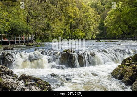 Cascade de Cenarth sur la rivière Teifi qui est la frontière Ici entre Carmarthenshire et Pembrokeshire dans le sud-ouest du pays de Galles Banque D'Images