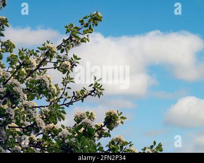 Fleurs de printemps sur une braque et de jolis nuages Banque D'Images