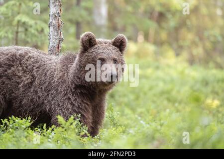 Ours brun debout dans une forêt boréale en Finlande Banque D'Images