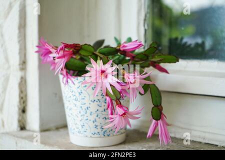 Fuchsia fleuri cactus de Noël fleuri sur un seuil de fenêtre. Banque D'Images