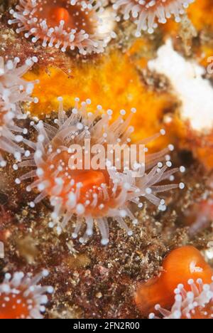 Gros plan sur Strawberry Anemone (Corynactis californica), îles Anglo-Normandes, Californie Banque D'Images