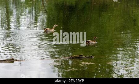 Deux goses égyptiennes dans la réserve naturelle Banque D'Images