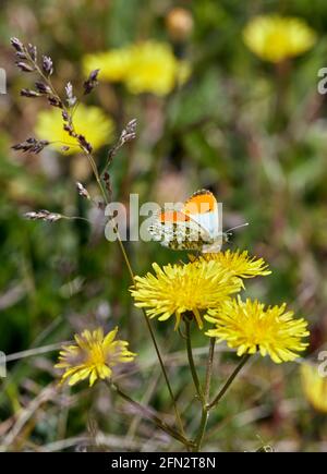 Orange Pointe de nectaring sur la fleur. Réserve naturelle de Molesey Rervoirs, West Molesey, Surrey, Angleterre. Banque D'Images